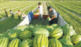 焦哥吃瓜爆料图片高清,高清瓜图背后的惊人真相